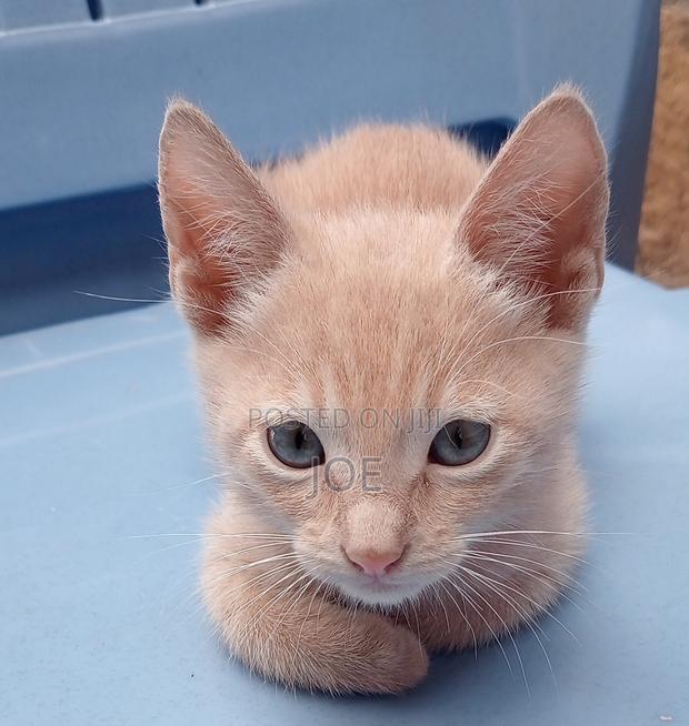 3-6 months Male Mixed Breed Tabby - thumbnail 4