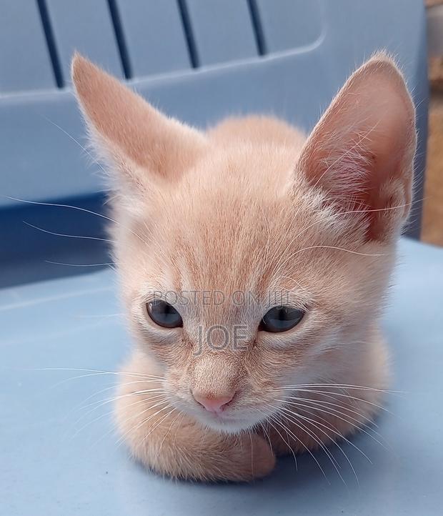 3-6 months Male Mixed Breed Tabby - thumbnail 5