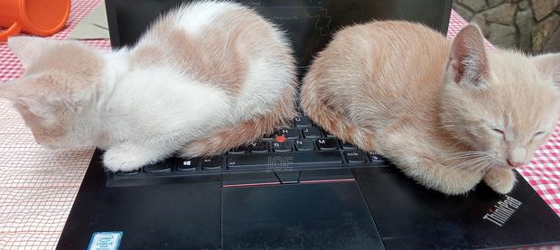 3-6 months Male Mixed Breed Tabby - thumbnail 6