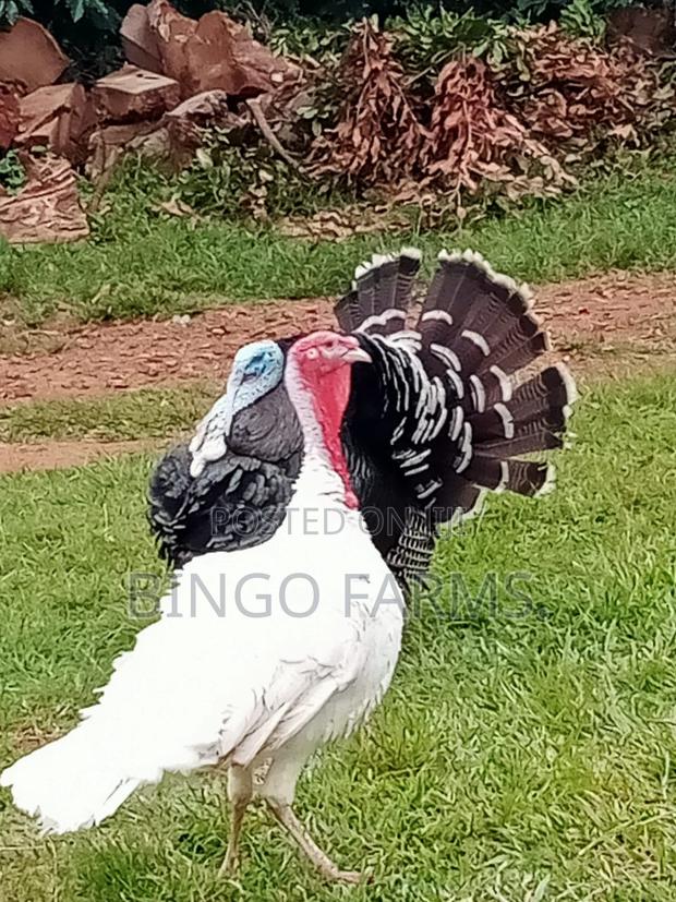 Mature Turkeys - main view