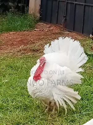 Mature Turkeys