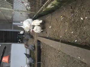 Mature Turkeys