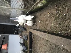 Mature Turkeys