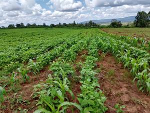 6acres at Matingi - thumbnail 2