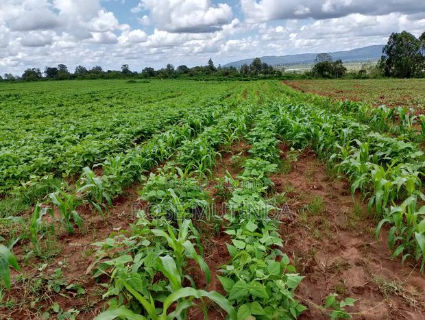 6acres at Matingi - main view