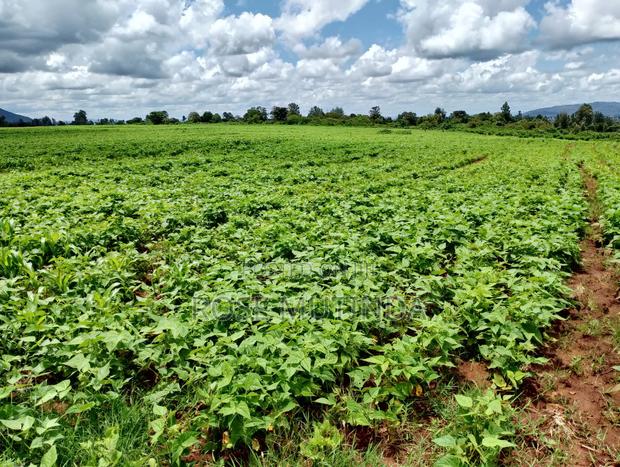 6acres at Matingi - thumbnail 3