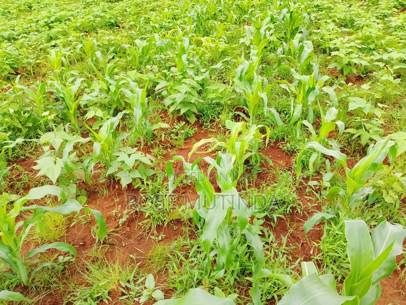 6acres at Matingi