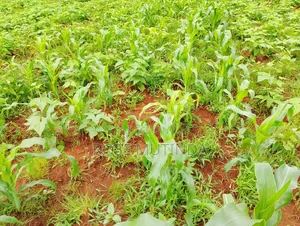 6acres at Matingi
