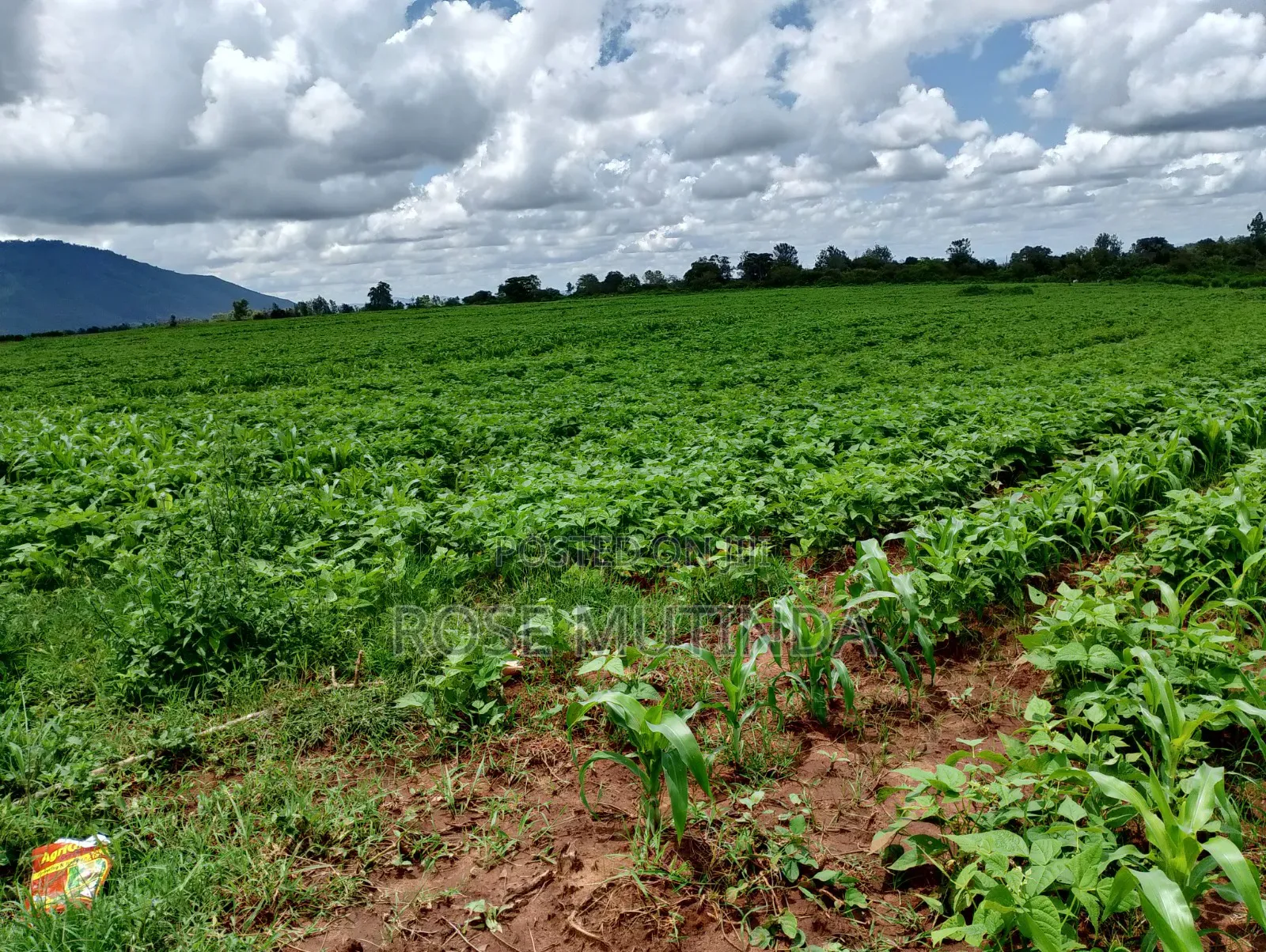 6acres at Matingi