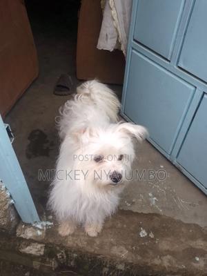 1+ year Male Purebred Maltese - thumbnail 2