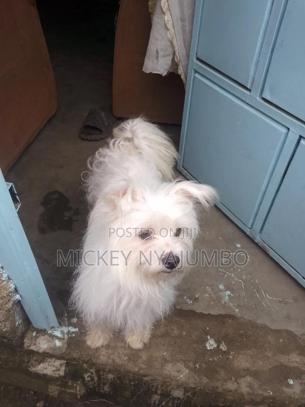 1+ year Male Purebred Maltese - main view