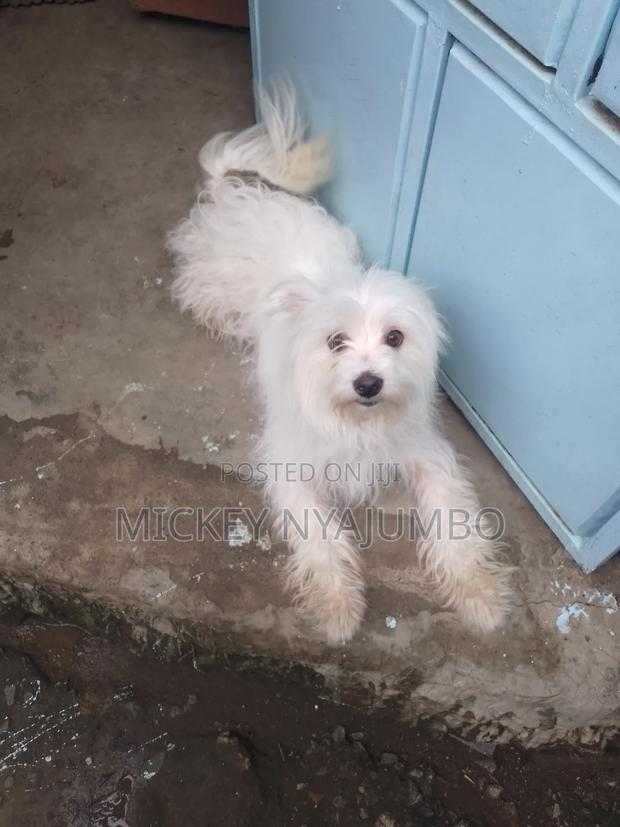 1+ year Male Purebred Maltese - thumbnail 3