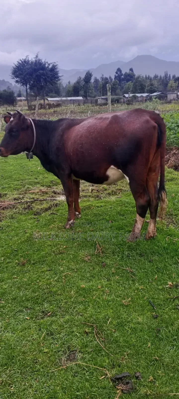 Heifer Classic