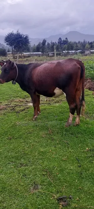 Heifer Classic