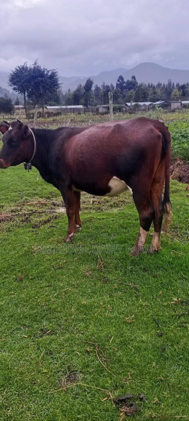Heifer Classic - thumbnail 2