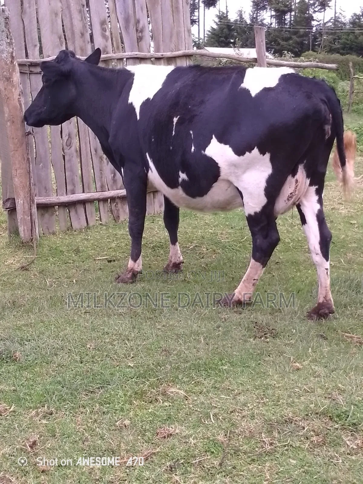 Second Timer Frisian