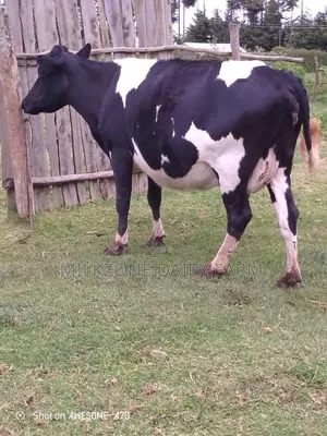 Second Timer Frisian