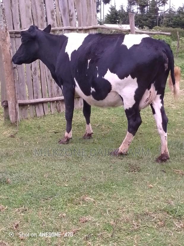 Second Timer Frisian - main view