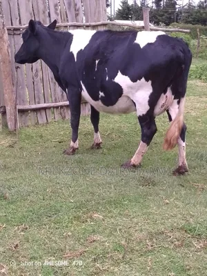 Second Timer Frisian