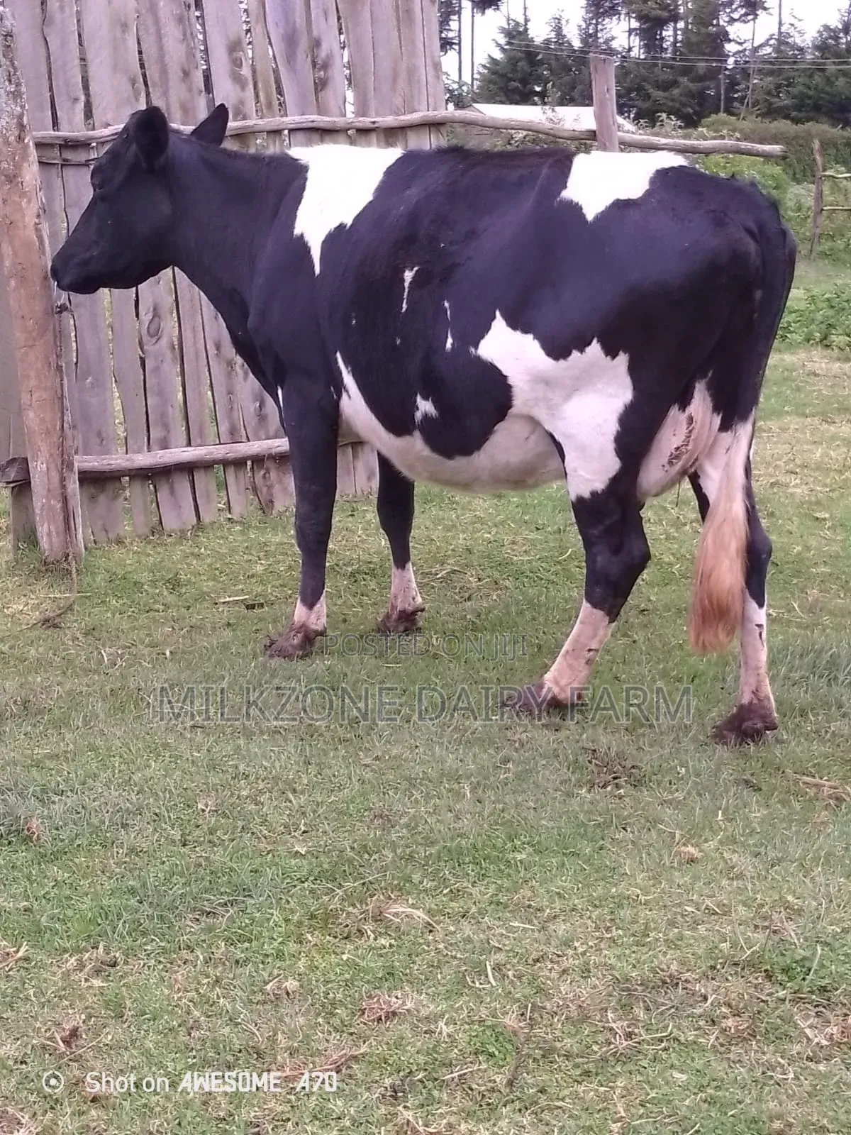 Second Timer Frisian