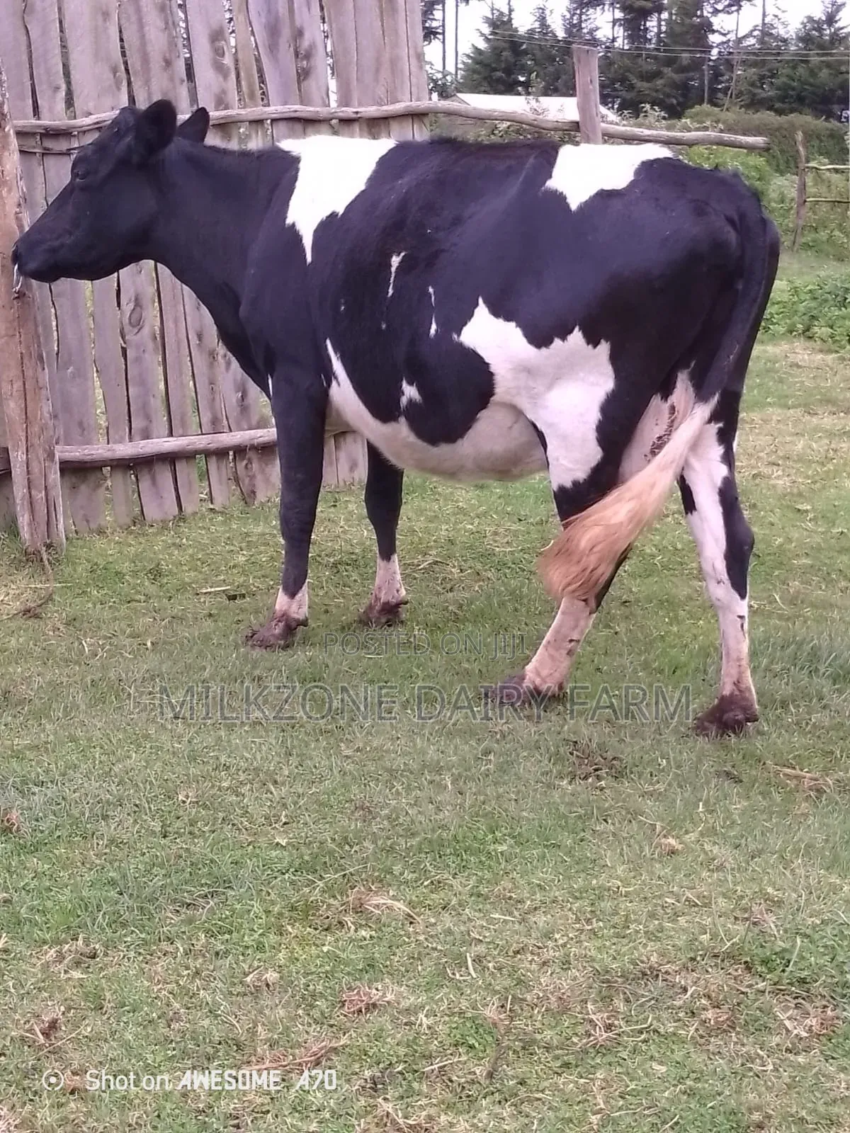 Second Timer Frisian