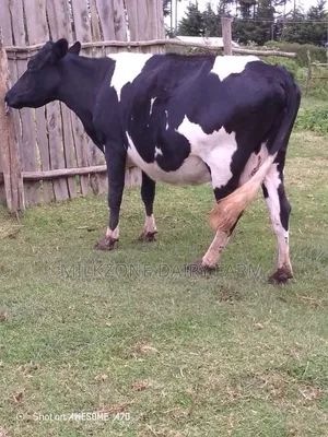 Second Timer Frisian