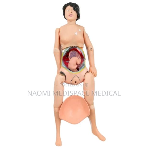Training Model With Movable Female Pelvic Organs and Muscles - main view