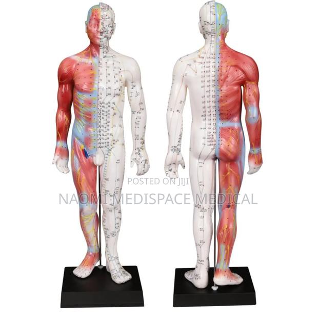Acupuncture and Muscles Model 55cm Male - main view