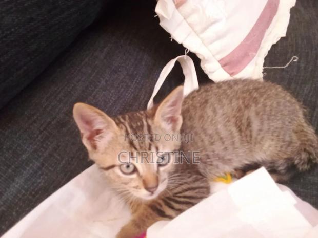 1-3 months Male Purebred Tabby