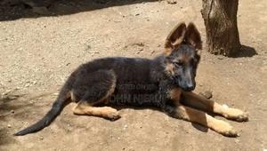 3-6 months Female Purebred German Shepherd - thumbnail 2