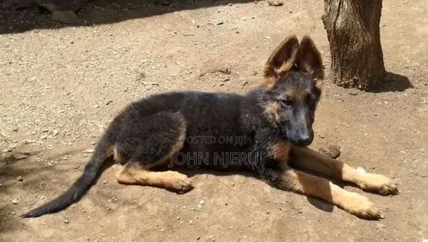 3-6 months Female Purebred German Shepherd