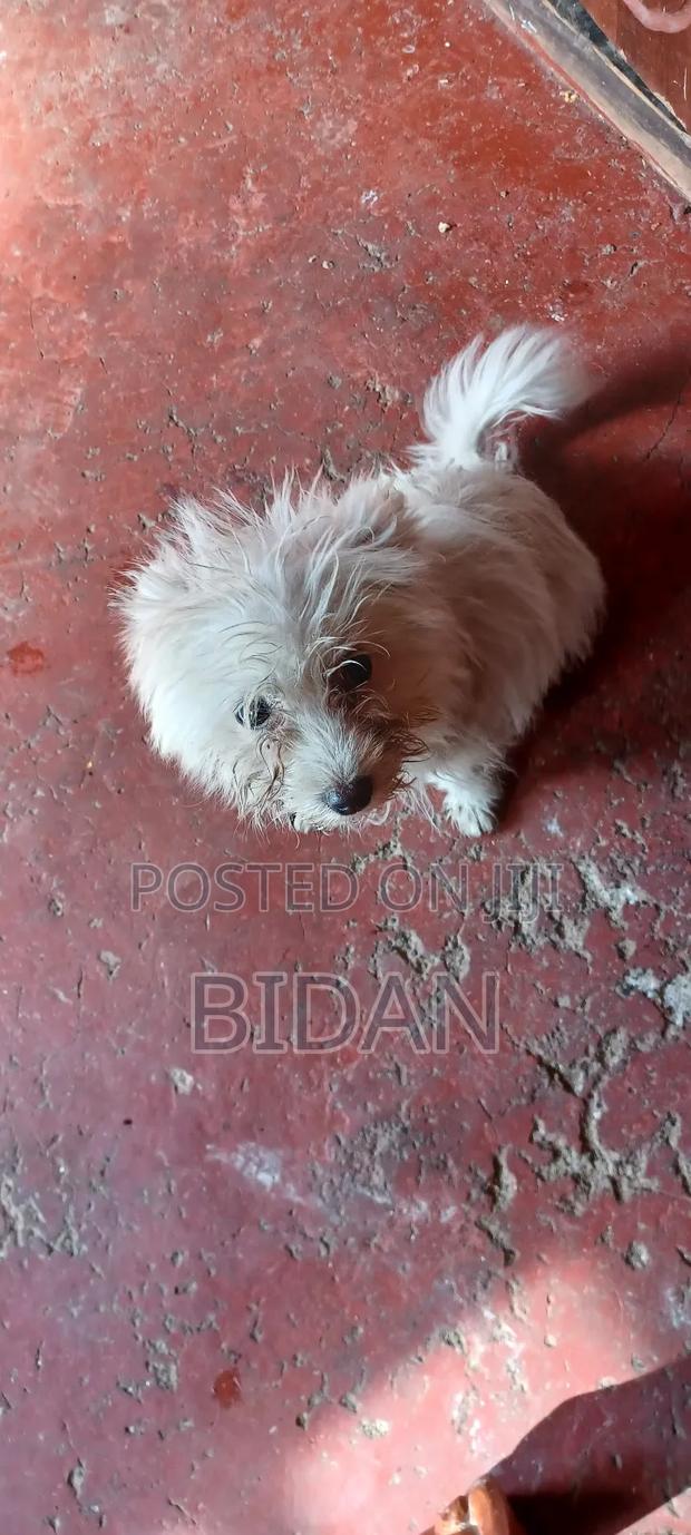 1-3 months Female Purebred Maltese