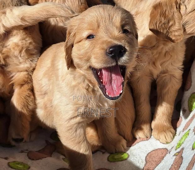 1-3 months Male Purebred Golden Retriever