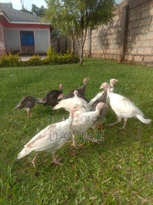 Mix Poults of Turkey - thumbnail 2