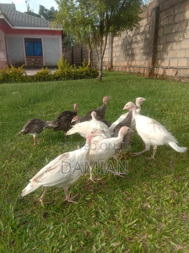Mix Poults of Turkey - main view