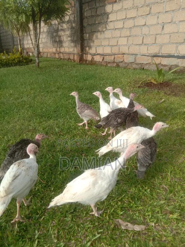 Mix Poults of Turkey - thumbnail 4