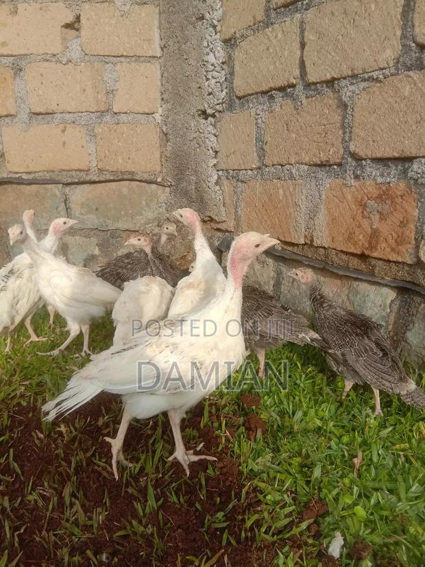 Mix Poults of Turkey - thumbnail 5