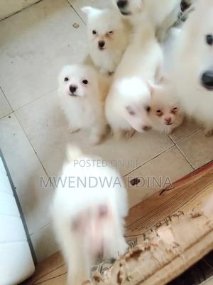 1-3 months Male Mixed Breed Pomeranian - thumbnail 2