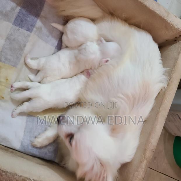 1-3 months Male Mixed Breed Pomeranian - thumbnail 3