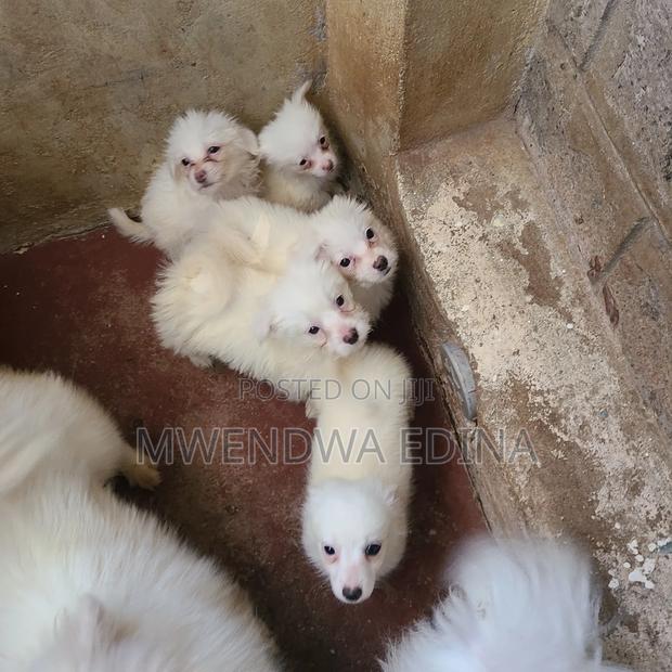 1-3 months Male Mixed Breed Pomeranian - thumbnail 4