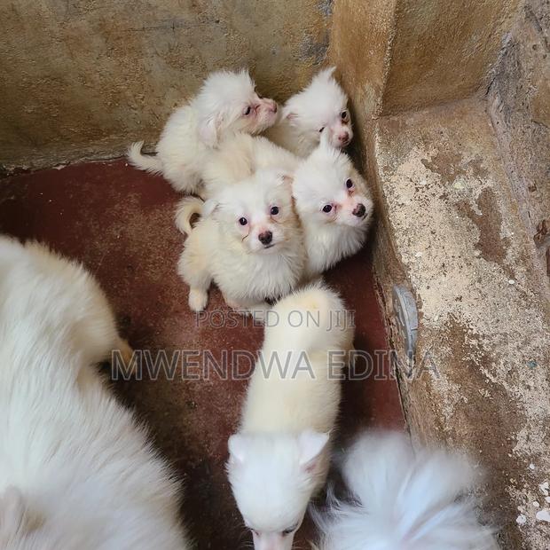 1-3 months Male Mixed Breed Pomeranian - thumbnail 5