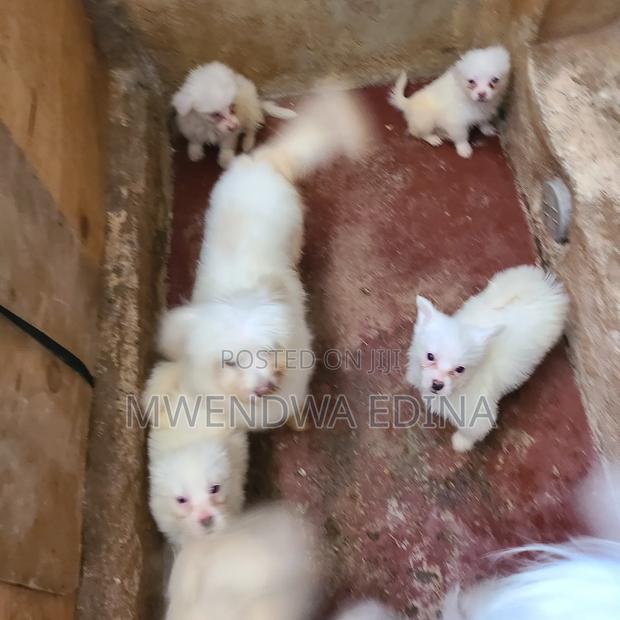 1-3 months Male Mixed Breed Pomeranian - thumbnail 6