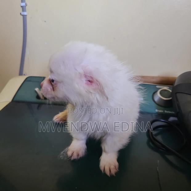 1-3 months Male Mixed Breed Pomeranian - thumbnail 7