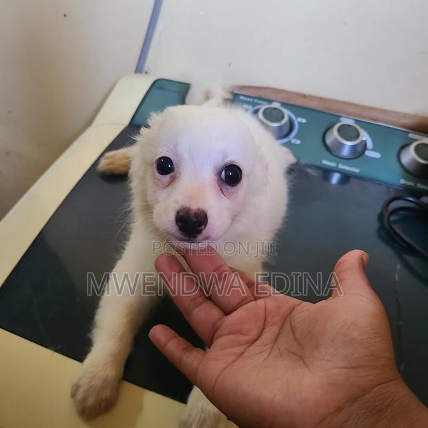 1-3 months Male Mixed Breed Pomeranian - thumbnail 8