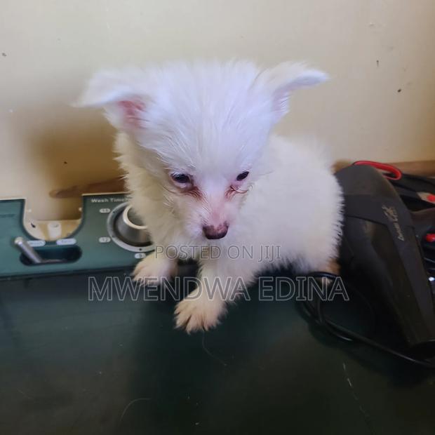 1-3 months Male Mixed Breed Pomeranian - thumbnail 9