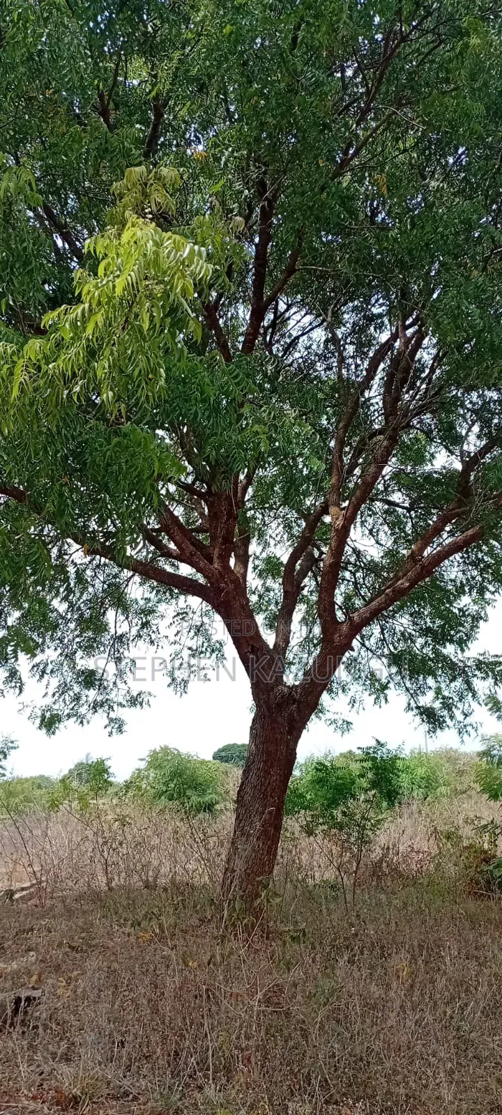 1/2 Acre Plot on Sale at Kinondo Not Far From Kinondo Hospital .