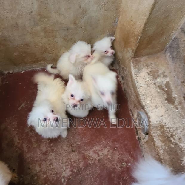 1-3 months Male Mixed Breed Pomeranian - thumbnail 10