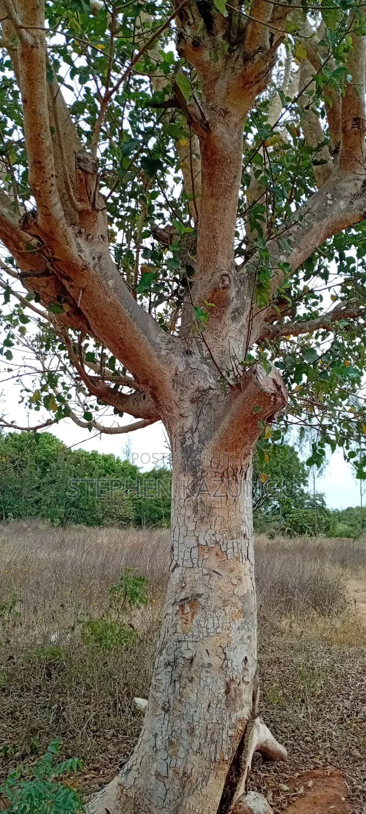 1/2 Acre Plot on Sale at Kinondo Not Far From Kinondo Hospital .