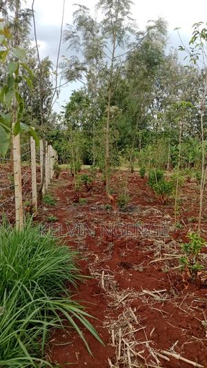 50 by 100 Plot in Kimunyu Gatundu South - thumbnail 2