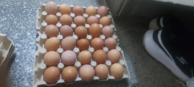 Egg Production